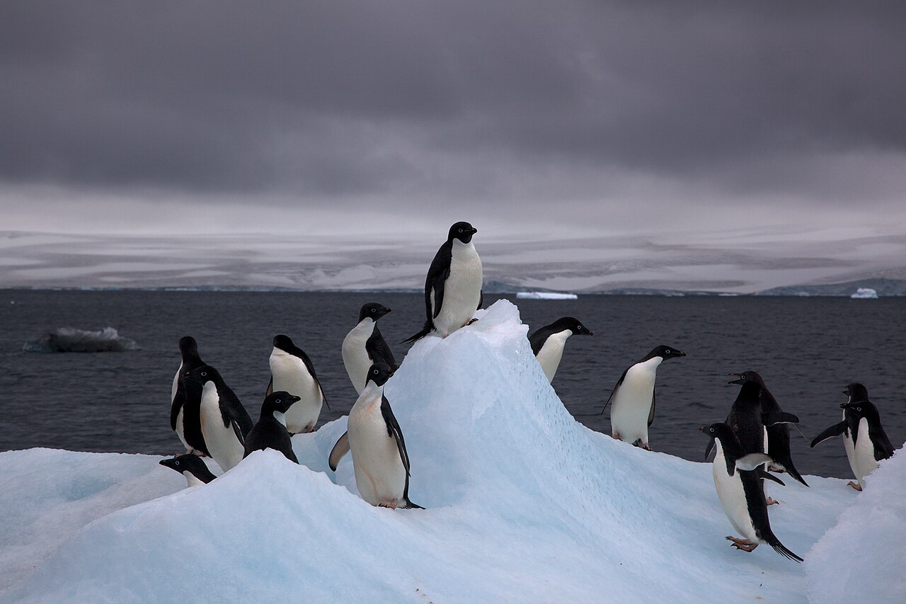 A colony of Adelie penguins, including a chick, standing on an iceberg