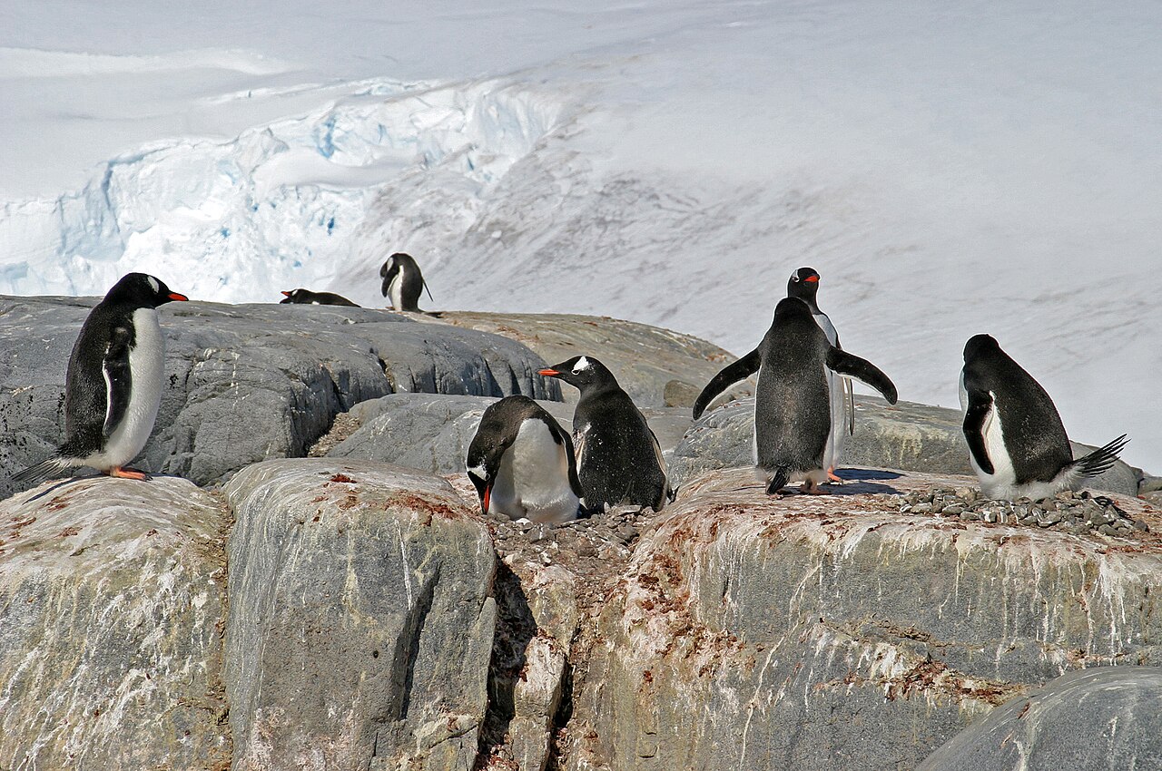 A group of gentoo penguins nesting on rocks with a glacier in the background, Antarctic Peninsula